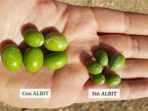 Mayor calibre de las aceitunas