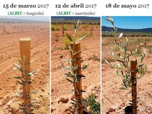 Bom desenvolvimento e crescimento de oliveiras mais pequenas tratadas com ALBIT Plus®