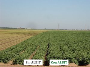 ALBIT para Patata