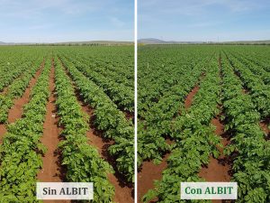 ALBIT para Patata