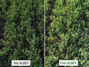 ALBIT para Alfalfa