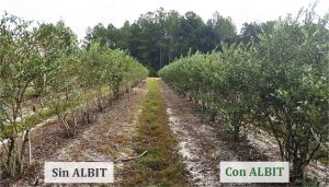 ALBIT para Arándanos