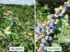ALBIT para Arándanos