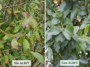 ALBIT para Arándanos