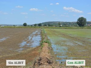 ALBIT para Arroz