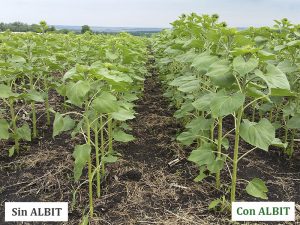 ALBIT para Girasol