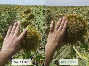 ALBIT para Girasol