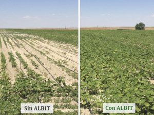 ALBIT para Girasol