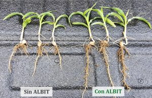 ALBIT para Maíz