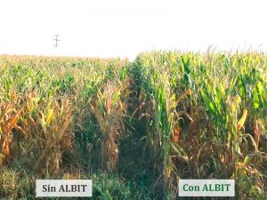 ALBIT para Maíz
