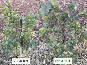 ALBIT para Pistacho