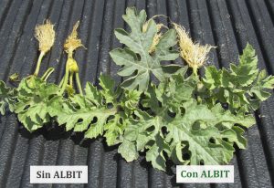 ALBIT para Sandía