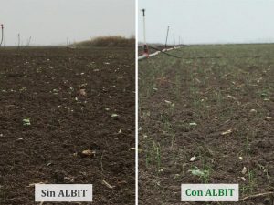 ALBIT para Cebolla