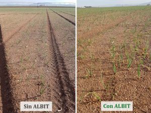 ALBIT para Cebolla