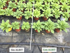 ALBIT para Petunias