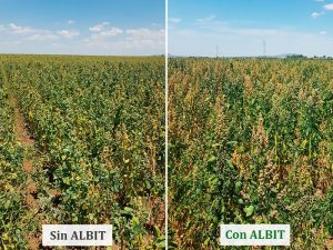 ALBIT para Quinoa