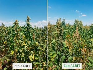 ALBIT para Quinoa