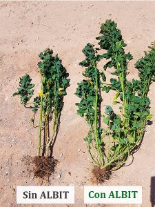 ALBIT para Quinoa