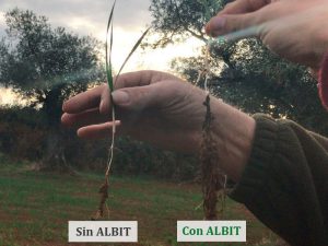 ALBIT para Avena