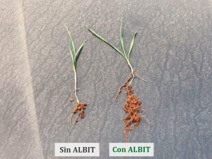 ALBIT para Avena