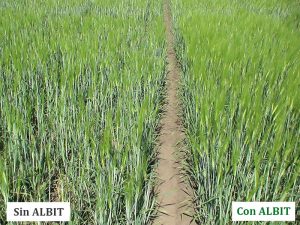 ALBIT para Cebada