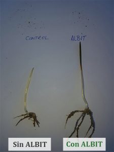 ALBIT para Avena