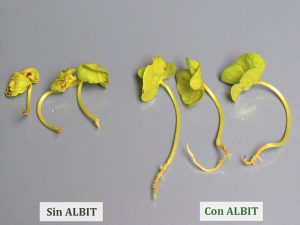 ALBIT para Algodón