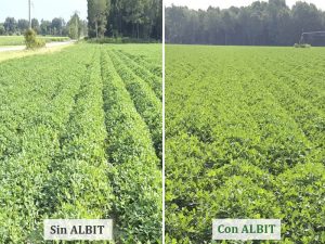 ALBIT para Cacahuate