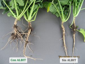 ALBIT para Colza
