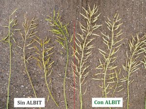 ALBIT para Colza