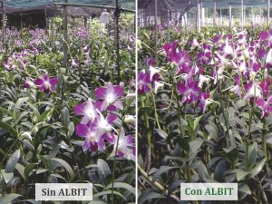 ALBIT para Flores