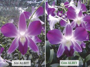 ALBIT para Flores