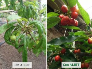 ALBIT para Cereza