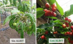 ALBIT para Ciruela