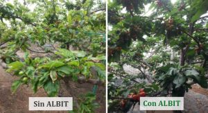 ALBIT para Cereza