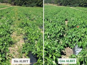 ALBIT para Pimientos