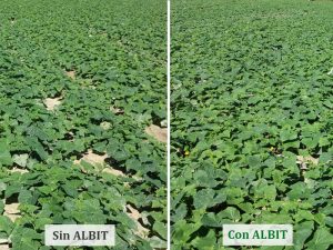 ALBIT para Pepinos