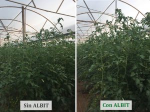 ALBIT para Tomates