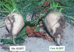 ALBIT para Remolacha azucarera