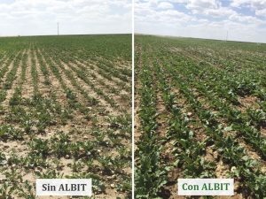 ALBIT para Remolacha azucarera