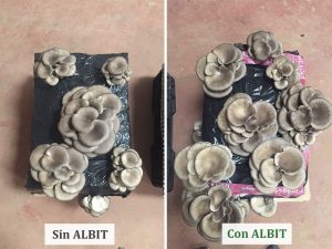 ALBIT para Setas