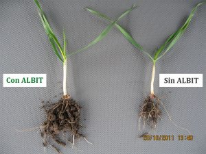 ALBIT para Trigo