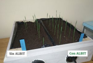 ALBIT para Trigo