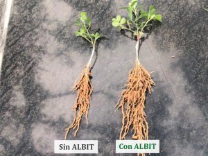 ALBIT para Berza