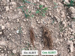 ALBIT para Berza