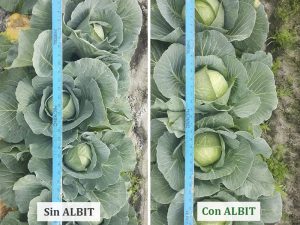 ALBIT para Col
