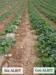 ALBIT para Melón
