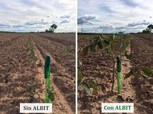 ALBIT para Tomates