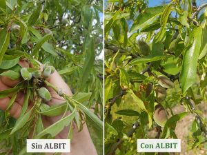 ALBIT para Almendro